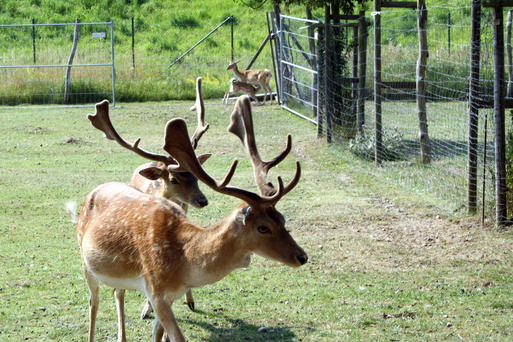 Bild vergrößern: Elbauenpark Damwild