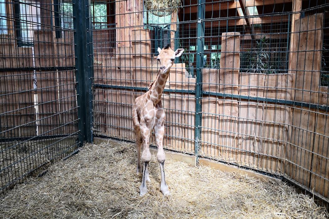 Giraffenjungtier im Zoo @ Magdeburg Marketing
