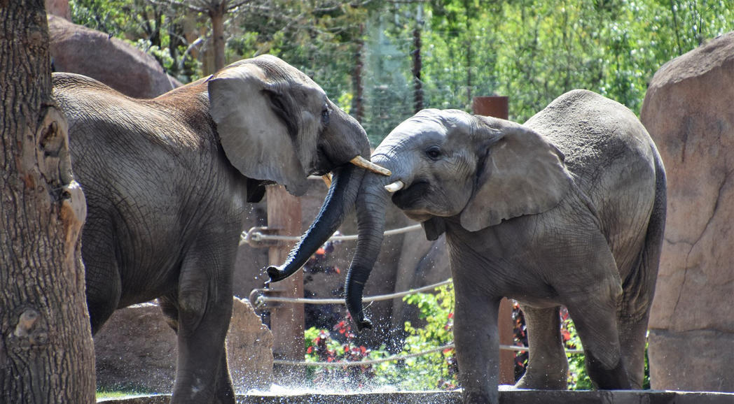 Elefanten © Zoo MD Ina Sporleder
