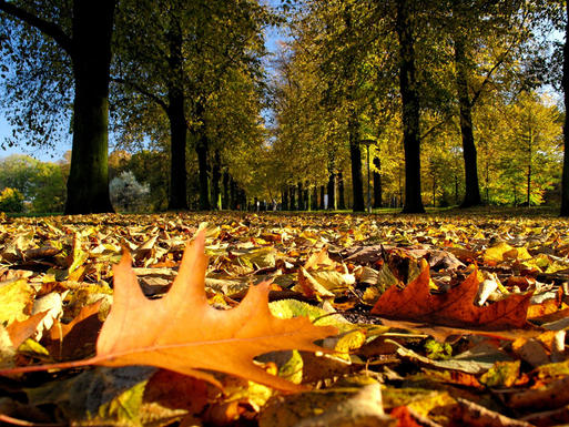 Parks und Grten