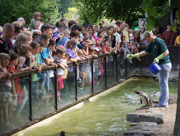 Bild vergrößern: Pinguine © Zoo Magdeburg