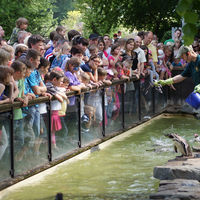 Fütterung der Pinguine © Zoo Magdeburg