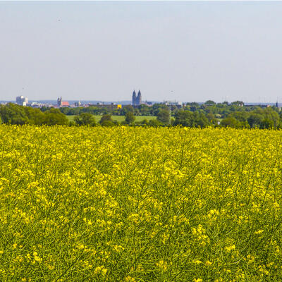 Klimaökologische Bedeutung von Freiflächen im Magdeburger Umland