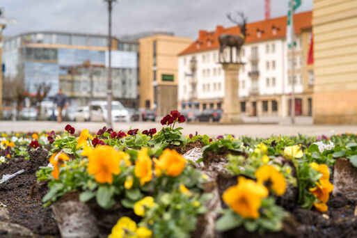 Frühblüher zum Frühlingsbeginn am Magdeburger Rathaus