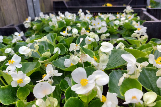 Sommerblumen in Hülle und Fülle in weiß mit gelben Akzenten