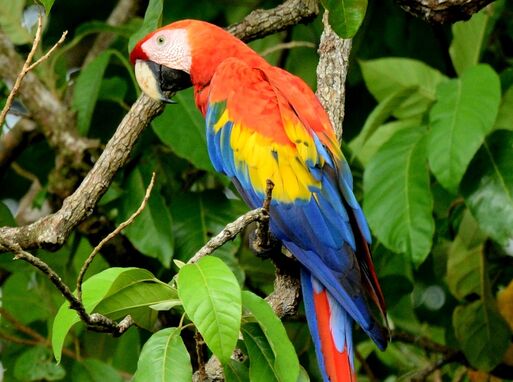 Bild vergrößern: Ausstellungseröffnung: Naturwunder Costa Rica