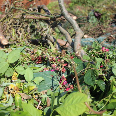 Bild vergrößern: Gartenabfall