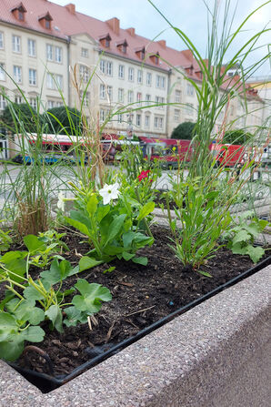 Bild vergrößern: Blumenkübel auf dem Alten Markt