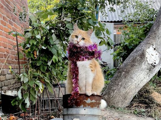 Sergey-Bratkov_My-Brothers-Cats_2023