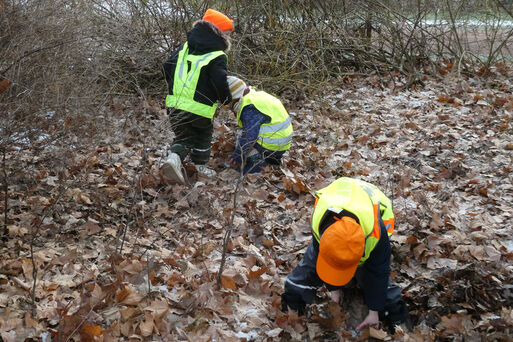 Igelunterschlupf im Herrenkrugpark